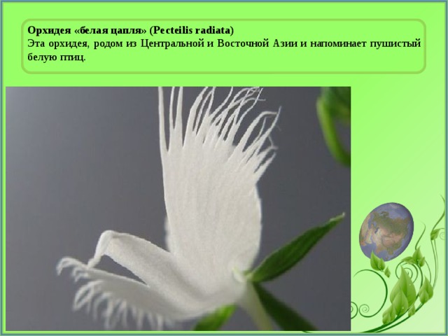 Орхидея «белая цапля» (Pecteilis radiata) Эта орхидея, родом из Центральной и Восточной Азии и напоминает пушистый белую птиц. 