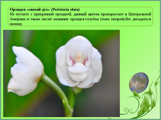 Орхидея «святой дух» (Peristeria elata) Не путаете с призрачной орхидеей, данный цветок произрастает в Центральной Америки и также носит название орхидея-голубка (тоже попробуйте догадаться почему. 