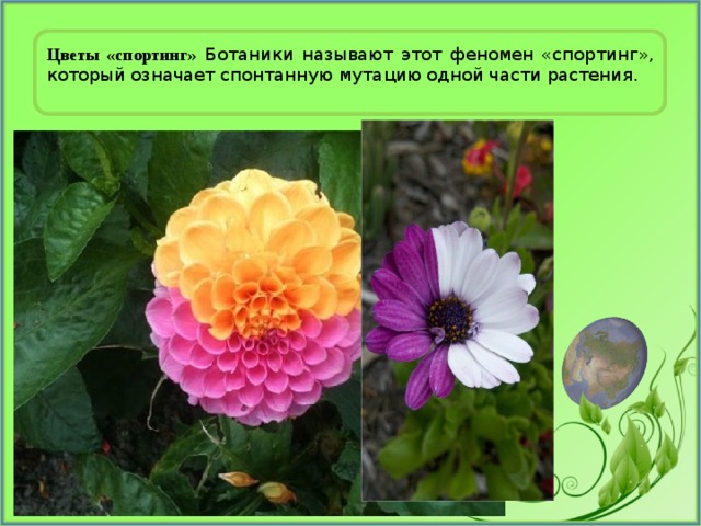 Цветы «спортинг» Ботаники называют этот феномен «спортинг», который означает спонтанную мутацию одной части растения. 