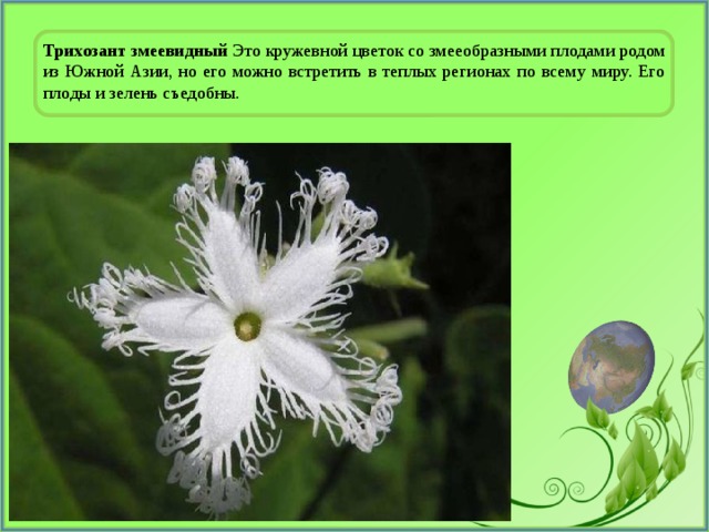 Трихозант змеевидный Это кружевной цветок со змееобразными плодами родом из Южной Азии, но его можно встретить в теплых регионах по всему миру. Его плоды и зелень съедобны. 
