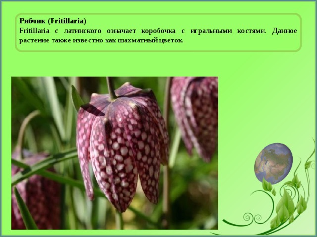 Рябчик (Fritillaria) Fritillaria с латинского означает коробочка с игральными костями. Данное растение также известно как шахматный цветок. 