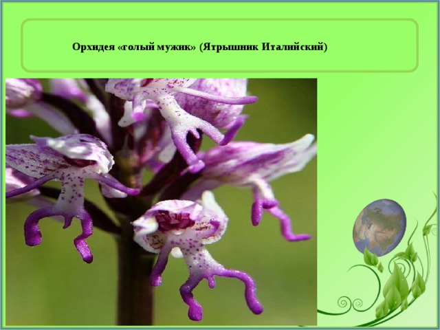 Орхидея «гoлый мyжик» (Ятрышник Италийский) 