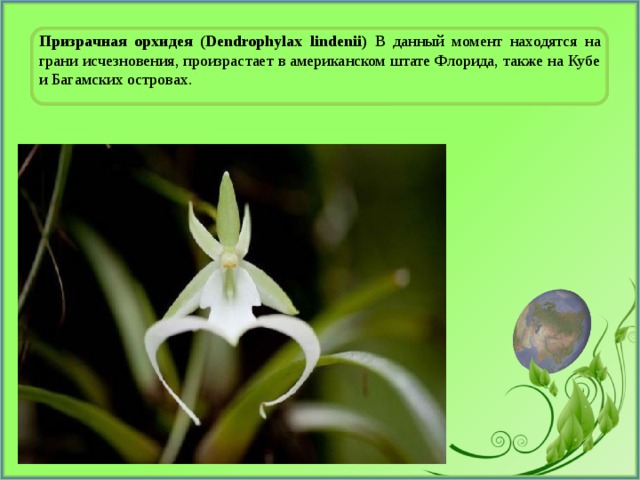 Призрачная орхидея (Dendrophylax lindenii) В данный момент находятся на грани исчезновения, произрастает в американском штате Флорида, также на Кубе и Багамских островах. 