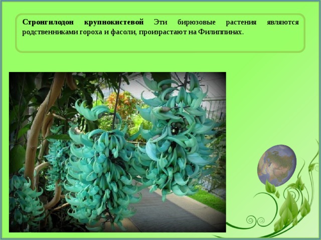 Стронгилодон крупнокистевой Эти бирюзовые растения являются родственниками гороха и фасоли, произрастают на Филиппинах. 