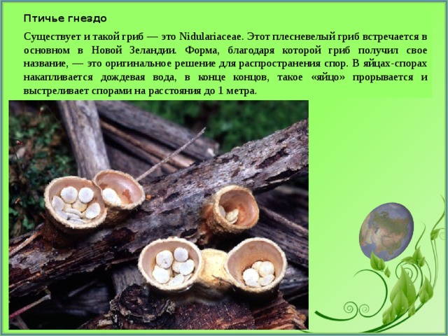 Птичье гнездо Существует и такой гриб — это Nidulariaceae. Этот плесневелый гриб встречается в основном в Новой Зеландии. Форма, благодаря которой гриб получил свое название, — это оригинальное решение для распространения спор. В яйцах-спорах накапливается дождевая вода, в конце концов, такое «яйцо» прорывается и выстреливает спорами на расстояния до 1 метра. 