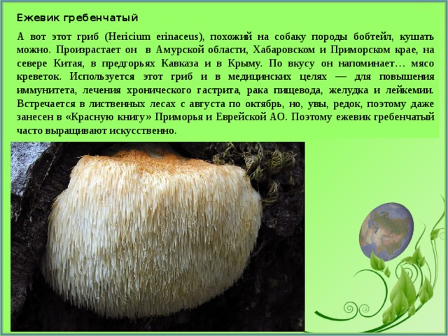 Ежевик гребенчатый А вот этот гриб (Hericium erinaceus), похожий на собаку породы бобтейл, кушать можно. Произрастает он в Амурской области, Хабаровском и Приморском крае, на севере Китая, в предгорьях Кавказа и в Крыму. По вкусу он напоминает… мясо креветок. Используется этот гриб и в медицинских целях — для повышения иммунитета, лечения хронического гастрита, рака пищевода, желудка и лейкемии. Встречается в лиственных лесах с августа по октябрь, но, увы, редок, поэтому даже занесен в «Красную книгу» Приморья и Еврейской АО. Поэтому ежевик гребенчатый часто выращивают искусственно. 