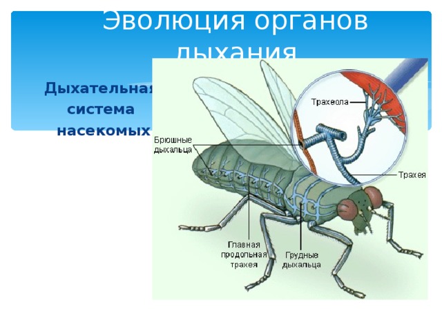 Какие системы у насекомых. Дыхательная система насекомых схема. Эволюция дыхательной системы насекомых. Дыхательная система комара. Дыхательная система у насекомых 4.
