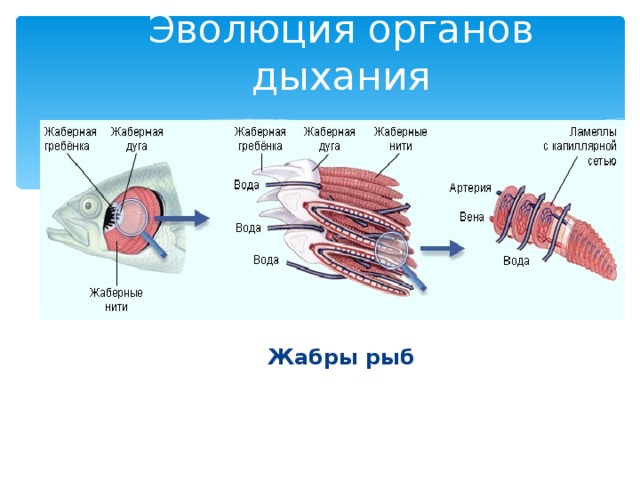 Эволюция органов