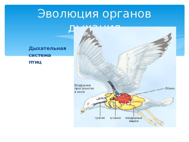 Закончите схемы система органов дыхания птиц