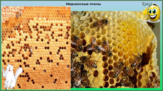 Медоносные пчелы  