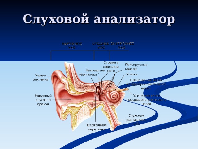 Строение слухового анализатора