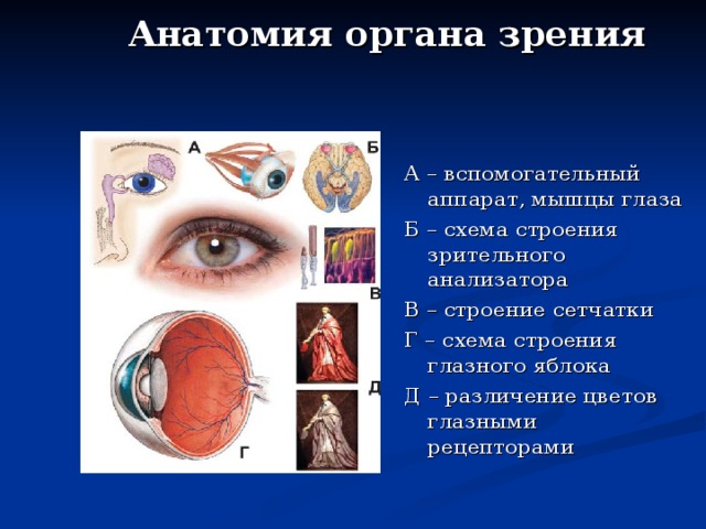 Где происходит окончательное различение изображения и как функционирует зрительный анализатор