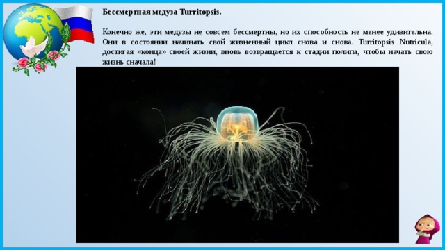 Бессмертная медуза Turritopsis.   Конечно же, эти медузы не совсем бессмертны, но их способность не менее удивительна. Они в состоянии начинать свой жизненный цикл снова и снова. Turritopsis Nutricula, достигая «конца» своей жизни, вновь возвращается к стадии полипа, чтобы начать свою жизнь сначала! 