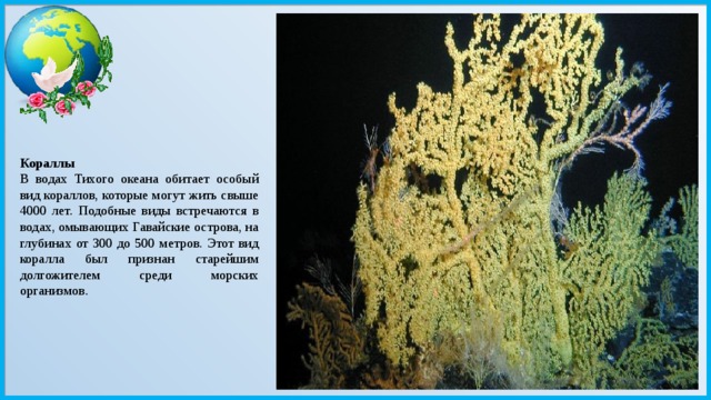Кораллы  В водах Тихого океана обитает особый вид кораллов, которые могут жить свыше 4000 лет. Подобные виды встречаются в водах, омывающих Гавайские острова, на глубинах от 300 до 500 метров. Этот вид коралла был признан старейшим долгожителем среди морских организмов. 