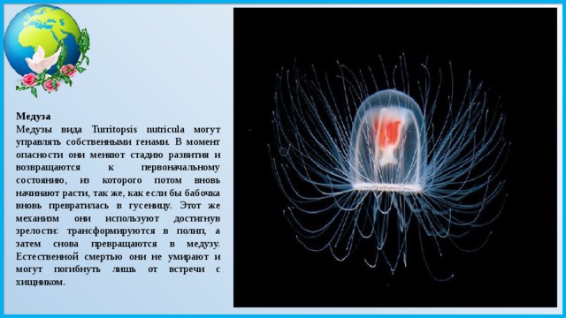 Медуза Медузы вида Turritopsis nutricula могут управлять собственными генами. В момент опасности они меняют стадию развития и возвращаются к первоначальному состоянию, из которого потом вновь начинают расти, так же, как если бы бабочка вновь превратилась в гусеницу. Этот же механизм они используют достигнув зрелости: трансформируются в полип, а затем снова превращаются в медузу. Естественной смертью они не умирают и могут погибнуть лишь от встречи с хищником.   
