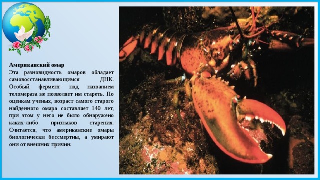   Американский омар Эта разновидность омаров обладает самовосстанавливающимся ДНК. Особый фермент под названием теломераза не позволяет им стареть. По оценкам ученых, возраст самого старого найденного омара составляет 140 лет, при этом у него не было обнаружено каких-либо признаков старения. Считается, что американские омары биологически бессмертны, а умирают они от внешних причин. 