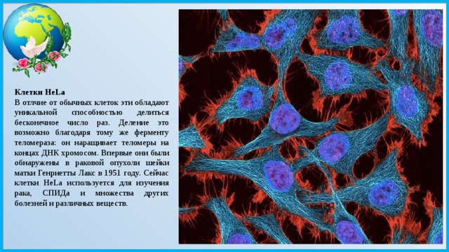 Клетки HeLa В отлчие от обычных клеток эти обладают уникальной способностью делиться бесконечное число раз. Деление это возможно благодаря тому же ферменту теломераза: он наращивает теломеры на концах ДНК хромосом. Впервые они были обнаружены в раковой опухоли шейки матки Генриетты Лакс в 1951 году. Сейчас клетки HeLa используется для изучения рака, СПИДа и множества других болезней и различных веществ.  