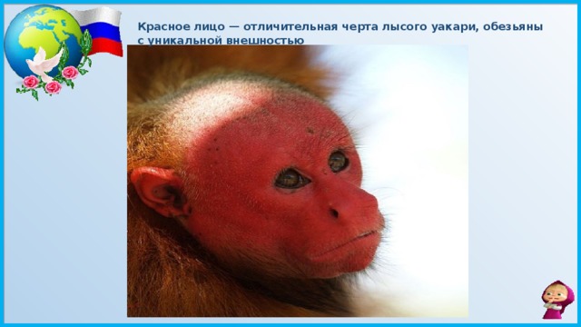 Красное лицо — отличительная черта лысого уакари, обезьяны с уникальной внешностью 
