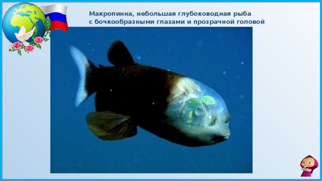 Макропинна, небольшая глубоководная рыба с бочкообразными глазами и прозрачной головой 