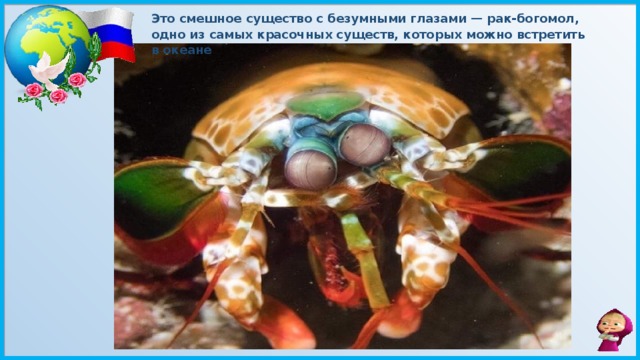 Это смешное существо с безумными глазами — рак-богомол, одно из самых красочных существ, которых можно встретить в океане   