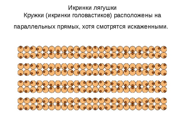 Икринки лягушки  Кружки (икринки головастиков) расположены на параллельных прямых, хотя смотрятся искаженными.  