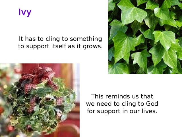 Ivy It has to cling to something to support itself as it grows. This reminds us that we need to cling to God for support in our lives.  