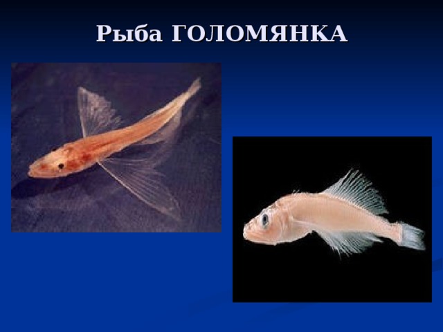 Рыба ГОЛОМЯНКА 