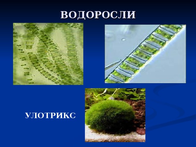 Улотрикс относится к водорослям. Улотрикс водоросль. Место обитания улотрикса. Многоклеточные зеленые водоросли улотрикс. Улотрикс среда обитания.