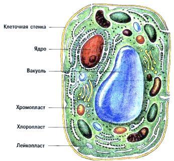 Органоиды растительной клетки рисунок