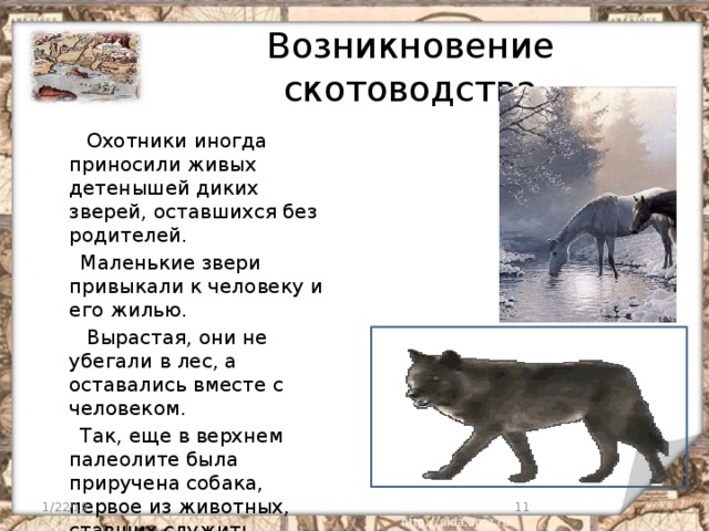 Возникновение скотоводства  Охотники иногда приносили живых детенышей диких зверей, оставшихся без родителей.  Маленькие звери привыкали к человеку и его жилью.  Вырастая, они не убегали в лес, а оставались вместе с человеком.  Так, еще в верхнем палеолите была приручена собака, первое из животных, ставших служить человеку. 1/22/19  