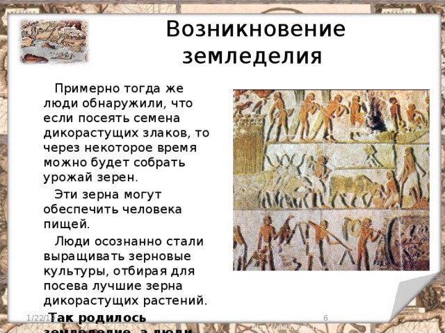 Возникновение земледелия  Примерно тогда же люди обнаружили, что если посеять семена дикорастущих злаков, то через некоторое время можно будет собрать урожай зерен.  Эти зерна могут обеспечить человека пищей.  Люди осознанно стали выращивать зерновые культуры, отбирая для посева лучшие зерна дикорастущих растений.  Так родилось земледелие, а люди стали земледельцами. 1/22/19  