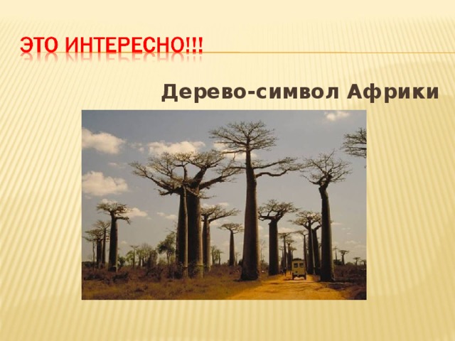 Дерево-символ Африки