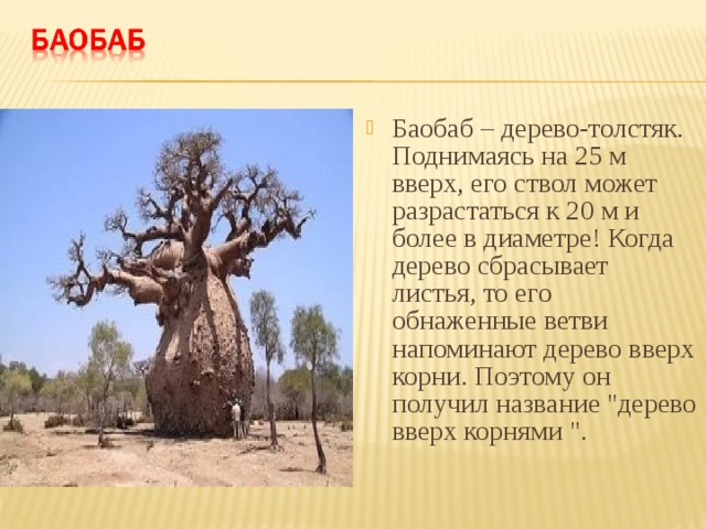 Баобаб – дерево-толстяк. Поднимаясь на 25 м вверх, его ствол может разрастаться к 20 м и более в диаметре! Когда дерево сбрасывает листья, то его обнаженные ветви напоминают дерево вверх корни. Поэтому он получил название 