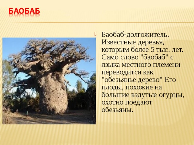 Баобаб-долгожитель. Известные деревья, которым более 5 тыс. лет. Само слово 