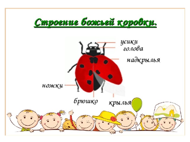 Божья коровка проект