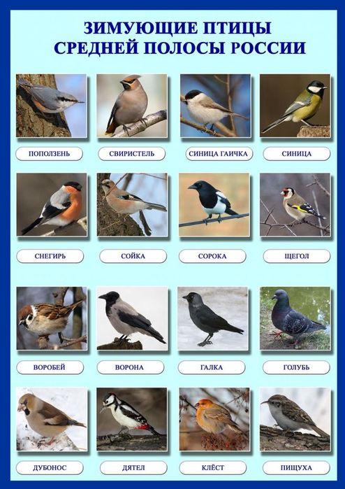 Дидактические игры Зимующие птицы | Методическая разработка по  окружающему миру (старшая группа): | Образовательная социальная сеть