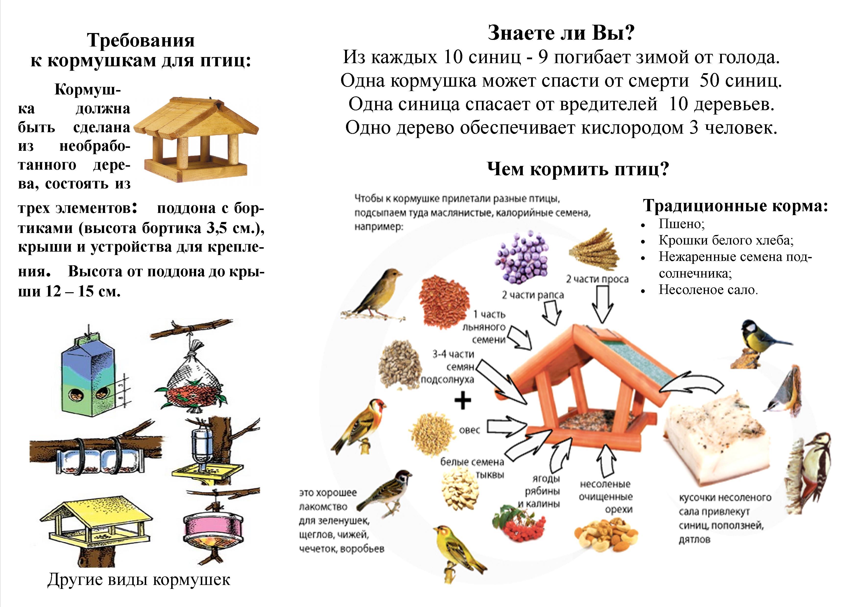 Дидактические игры "Зимующие птицы" | Методическая разработка по  окружающему миру (старшая группа): | Образовательная социальная сеть