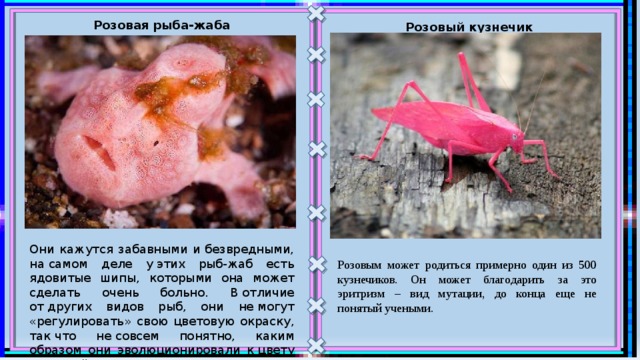 Розовая рыба-жаба Розовый кузнечик Они кажутся забавными и безвредными, на самом деле у этих рыб-жаб есть ядовитые шипы, которыми она может сделать очень больно. В отличие от других видов рыб, они не могут «регулировать» свою цветовую окраску, так что не совсем понятно, каким образом они эволюционировали к цвету сахарной ваты. Розовым может родиться примерно один из 500 кузнечиков. Он может благодарить за это эритризм – вид мутации, до конца еще не понятый учеными. 
