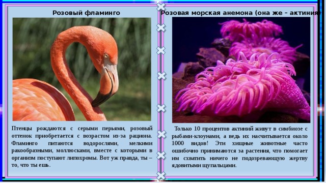 Розовая морская анемона (она же – актиния)  Розовый фламинго  Птенцы рождаются с серыми перьями, розовый оттенок приобретается с возрастом из-за рациона. Фламинго питаются водорослями, мелкими ракообразными, моллюсками, вместе с которыми в организм поступают липохромы. Вот уж правда, ты – то, что ты ешь.  Только 10 процентов актиний живут в симбиозе с рыбами-клоунами, а ведь их насчитывается около 1000 видов! Эти хищные животные часто ошибочно принимаются за растения, что помогает им схватить ничего не подозревающую жертву ядовитыми щупальцами. 