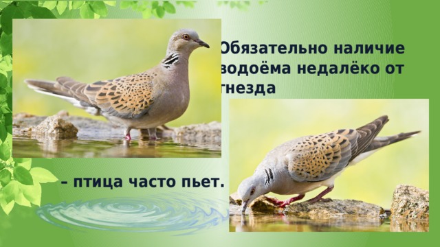 Обязательно наличие водоёма недалёко от гнезда – птица часто пьет. 