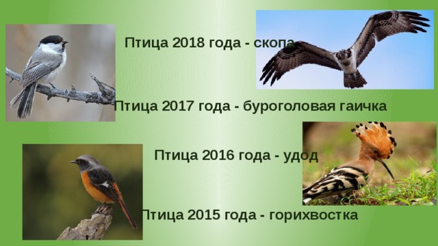 Птица 2018 года - скопа Птица 2017 года - буроголовая гаичка Птица 2016 года - удод Птица 2015 года - горихвостка 