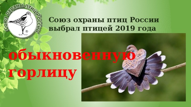 Союз охраны птиц России выбрал птицей 2019 года обыкновенную горлицу 