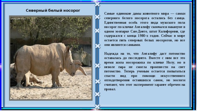 Сколько носорогов родилось в 2002 году