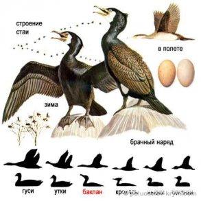 Птицы обитающие в Крыму