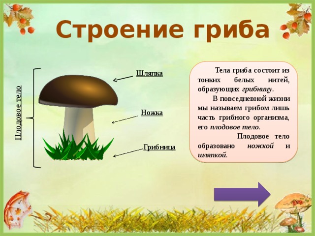 Плодовые тела белого гриба