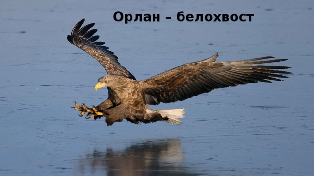 Орлан – белохвост 