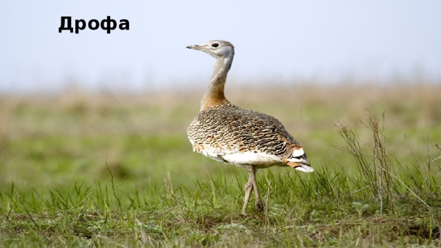 Дрофа 