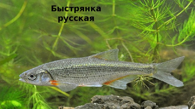 Быстрянка русская 