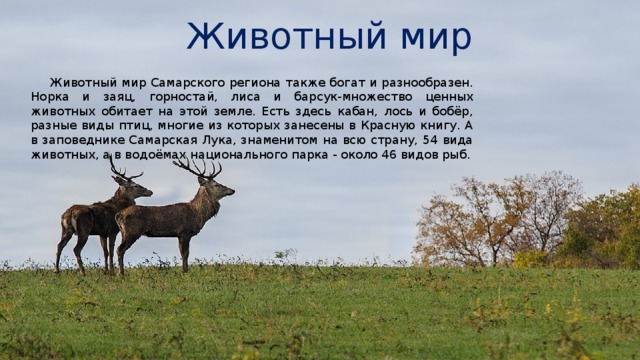 Животный мир Животный мир Самарского региона также богат и разнообразен. Норка и заяц, горностай, лиса и барсук-множество ценных животных обитает на этой земле. Есть здесь кабан, лось и бобёр, разные виды птиц, многие из которых занесены в Красную книгу. А в заповеднике Самарская Лука, знаменитом на всю страну, 54 вида животных, а в водоёмах национального парка - около 46 видов рыб. 