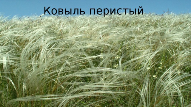 Ковыль перистый 